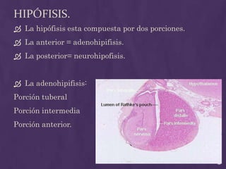Hipófisis.La hipófisis esta compuesta por dos porciones.La anterior = adenohipifisis. La posterior= neurohipofisis.La adenohipifisis:Porción tuberalPorción intermediaPorción anterior. 