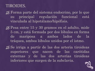 Tiroides.<br />Forma parte del sistema endocrino, por lo que su principal regulación funcional está vinculada al hipotálam...