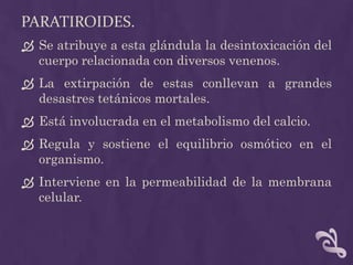 Paratiroides.<br />Se atribuye a esta glándula la desintoxicación del cuerpo relacionada con diversos venenos.<br />La ext...