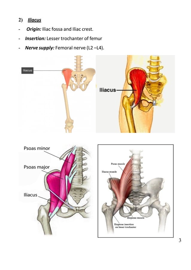 HIP flex ext abd manual MUSCLE TESTING.pdf