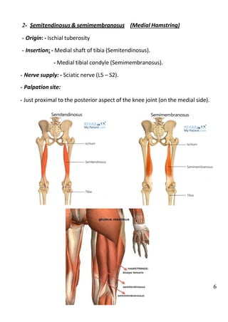 HIP flex ext abd manual MUSCLE TESTING.pdf