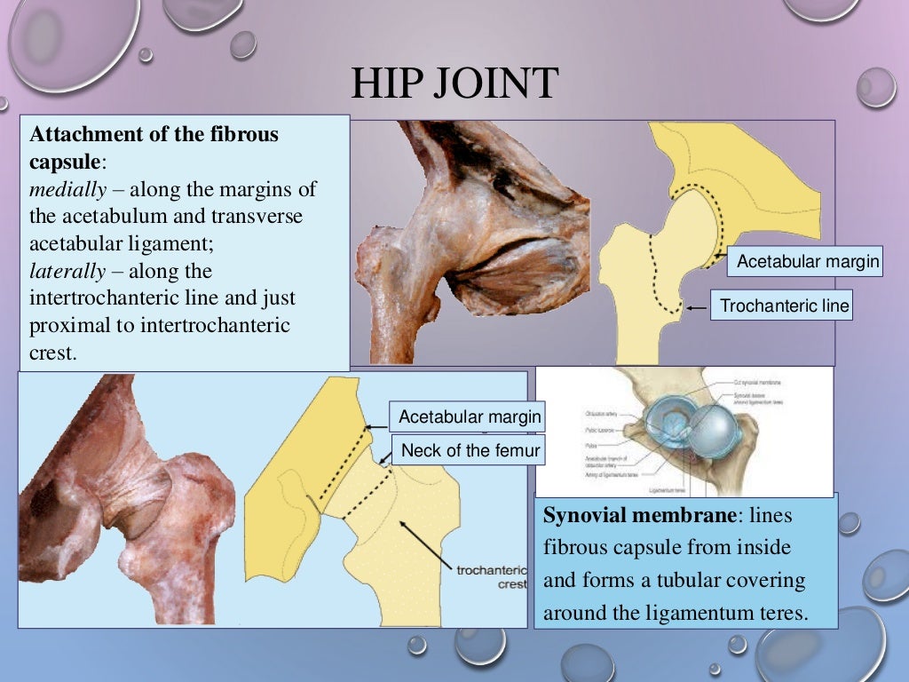 Hip girdle from anatomy to orthopedics