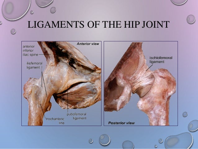 Hip girdle from anatomy to orthopedics