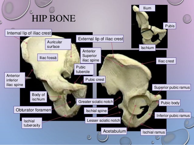Hip girdle from anatomy to orthopedics