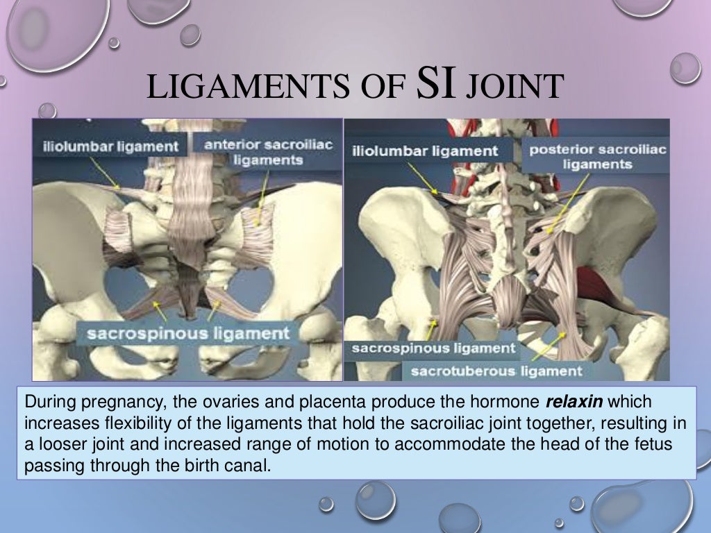 Hip girdle from anatomy to orthopedics