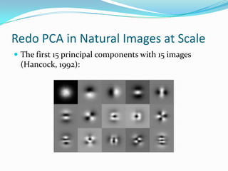 Redo PCA in Natural Images at ScaleThe first 15 principal components with 15 images (Hancock, 1992):