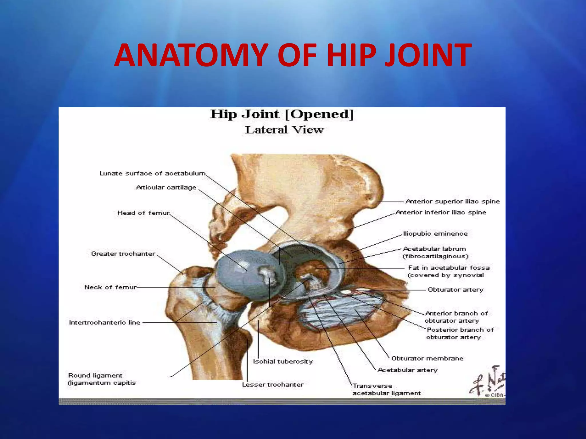 ANATOMY OF HIP JOINT

 