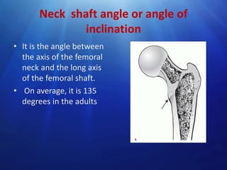 Neck shaft angle or angle of
inclination
• It is the angle between
the axis of the femoral
neck and the long axis
of the femoral shaft.
• On average, it is 135
degrees in the adults

 