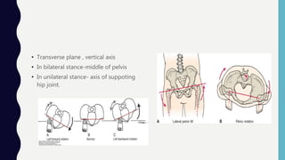Transverse Hip Rotation Hip joint | PPTX