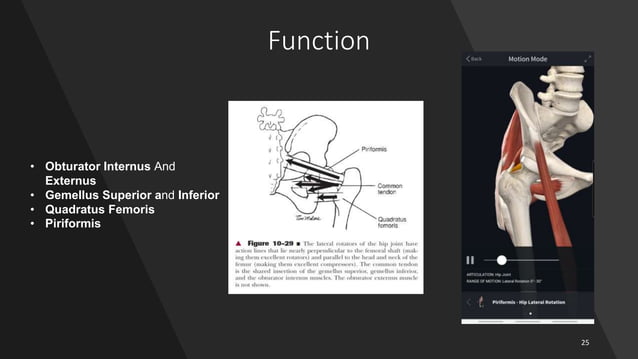 Hip Joint Biomechanics | PPTX