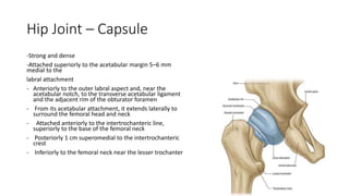 Hip Joint – Capsule
-Strong and dense
-Attached superiorly to the acetabular margin 5–6 mm
medial to the
labral attachment
- Anteriorly to the outer labral aspect and, near the
acetabular notch, to the transverse acetabular ligament
and the adjacent rim of the obturator foramen
- From its acetabular attachment, it extends laterally to
surround the femoral head and neck
- Attached anteriorly to the intertrochanteric line,
superiorly to the base of the femoral neck
- Posteriorly 1 cm superomedial to the intertrochanteric
crest
- Inferiorly to the femoral neck near the lesser trochanter
 