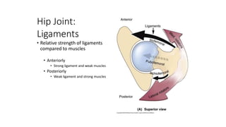 Hip Joint:
Ligaments
• Relative strength of ligaments
compared to muscles
• Anteriorly
• Strong ligament and weak muscles
• Posteriorly
• Weak ligament and strong muscles
 