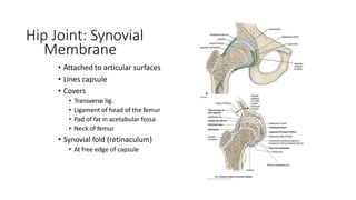 Hip Joint: Synovial
Membrane
• Attached to articular surfaces
• Lines capsule
• Covers
• Transverse lig.
• Ligament of head of the femur
• Pad of fat in acetabular fossa
• Neck of femur
• Synovial fold (retinaculum)
• At free edge of capsule
 