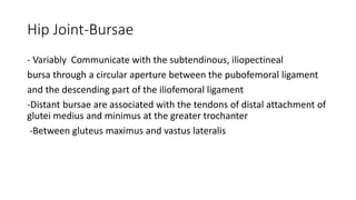 Hip Joint-Bursae
- Variably Communicate with the subtendinous, iliopectineal
bursa through a circular aperture between the pubofemoral ligament
and the descending part of the iliofemoral ligament
-Distant bursae are associated with the tendons of distal attachment of
glutei medius and minimus at the greater trochanter
-Between gluteus maximus and vastus lateralis
 
