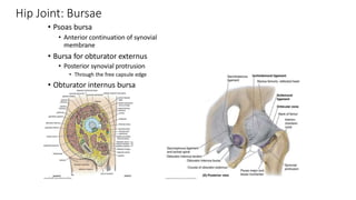 Hip Joint: Bursae
• Psoas bursa
• Anterior continuation of synovial
membrane
• Bursa for obturator externus
• Posterior synovial protrusion
• Through the free capsule edge
• Obturator internus bursa
 