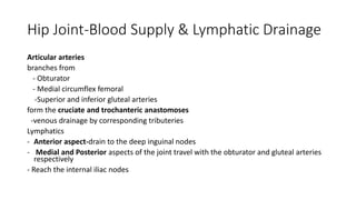 Hip Joint-Blood Supply & Lymphatic Drainage
Articular arteries
branches from
- Obturator
- Medial circumflex femoral
-Superior and inferior gluteal arteries
form the cruciate and trochanteric anastomoses
-venous drainage by corresponding tributeries
Lymphatics
- Anterior aspect-drain to the deep inguinal nodes
- Medial and Posterior aspects of the joint travel with the obturator and gluteal arteries
respectively
- Reach the internal iliac nodes
 