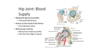 Hip Joint: Blood
Supply
• Medial & lateral circumflex
• From profundal femoris
• Artery to the head of the femur
• From obturator artery
• Retinacular arteries
• Mainly from medial circumflex
• Inter from free edge of capsule
 