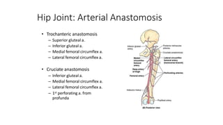 Hip Joint: Arterial Anastomosis
• Trochanteric anastomosis
– Superior gluteal a.
– Inferior gluteal a.
– Medial femoral circumflex a.
– Lateral femoral circumflex a.
• Cruciate anastomosis
– Inferior gluteal a.
– Medial femoral circumflex a.
– Lateral femoral circumflex a.
– 1st perforating a. from
profunda
 