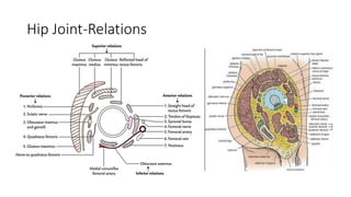 Hip Joint-Relations
 