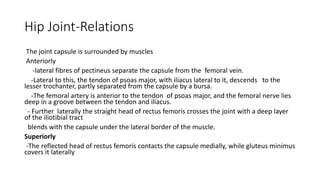 Hip Joint-Relations
The joint capsule is surrounded by muscles
Anteriorly
-lateral fibres of pectineus separate the capsule from the femoral vein.
-Lateral to this, the tendon of psoas major, with iliacus lateral to it, descends to the
lesser trochanter, partly separated from the capsule by a bursa.
-The femoral artery is anterior to the tendon of psoas major, and the femoral nerve lies
deep in a groove between the tendon and iliacus.
- Further laterally the straight head of rectus femoris crosses the joint with a deep layer
of the iliotibial tract
blends with the capsule under the lateral border of the muscle.
Superiorly
-The reflected head of rectus femoris contacts the capsule medially, while gluteus minimus
covers it laterally
 