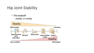 Hip Joint-Stability
 