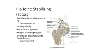 Hip Joint: Stabilizing
Factors
• Acetabular labrum & transverse
lig.
• Deepens the socket
• Intracapsular lig.
• Extracapsular ligaments
• Muscles traversing hip joint
• Orientation of acetabulum to
head of femur
• Superiorly located
 