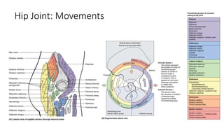 Hip Joint: Movements
 