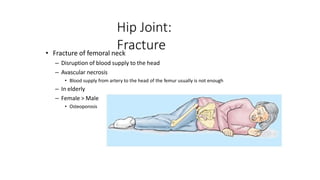 Hip Joint:
Fracture
• Fracture of femoral neck
– Disruption of blood supply to the head
– Avascular necrosis
• Blood supply from artery to the head of the femur usually is not enough
– In elderly
– Female > Male
• Osteoporosis
 
