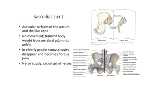 Sacroiliac Joint
• Auricular surfaces of the sacrum
and the iliac bone
• No movement; transmit body
weight from vertebral column to
pelvis
• In elderly people synovial cavity
disappear and becomes fibrous
joint
• Nerve supply: sacral spinal nerves
 