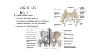 Sacroiliac
Joint
• Associated ligaments
– Posterior sacroiliac ligament
– Interosseous sacroiliac ligament (between
tuberosities of sacrum and iliac bone)
– Anterior sacroiliac ligament
 