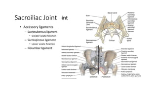 Sacroiliac Joint
• Accessory ligaments
– Sacrotuberous ligament
• Greater sciatic foramen
– Sacrospinous ligament
• Lesser sciatic foramen
– Iliolumbar ligament
 