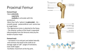 Proximal Femur
Femoral head
-faces anteriorly
superiorly
medially to articulate with the
acetabulum
-More than half a ‘sphere’, is spheroidal. --Its –
smooth except posteroinferior and centre due
to rough fovea.
-The ligamentum teres is attached to the fovea.
- The anterior surface of the head is separated
inferomedially from the femoral artery by the
tendon of psoas major
Femoral neck
- narrowest in its mid part and widest laterally
and connects the head to the shaft at an
average angle of 130° (angle of inclination;
neck–shaft angle):
-Facilitates movement at the hip joint,
 