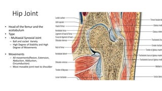 Hip Joint
• Head of the femur and the
acetabulum
• Type
• - Multiaxial Synovial Joint
– Ball and socket Variety
– High Degree of Stability and High
Degree of Movements
• Movements
– All movements(flexion, Extension,
Abduction, Adduction,
Circumduction)
– Most movable joint next to shoulder
 