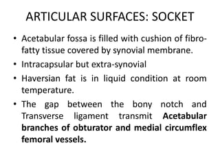 ARTICULAR SURFACES: SOCKET
• Acetabular fossa is filled with cushion of fibro-
fatty tissue covered by synovial membrane.
• Intracapsular but extra-synovial
• Haversian fat is in liquid condition at room
temperature.
• The gap between the bony notch and
Transverse ligament transmit Acetabular
branches of obturator and medial circumflex
femoral vessels.
 