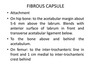 FIBROUS CAPSULE
• Attachment
• On hip bone: to the acetabular margin about
5-6 mm above the labrum. Blends with
anterior surface of labrum in front and
transverse acetabular ligament below.
• To the bone above and behind the
acetabulum.
• On femur: to the inter-trochanteric line in
front and 1 cm medial to inter-trochanteric
crest behind
 