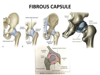 FIBROUS CAPSULE
 