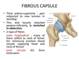 FIBROUS CAPSULE
• Thick antero-superiorly : part
subjected to max tension in
standing
• Thin and loosely attached
postero-inferiorly, is stretched
in abduction.
• 2 type of fibres
outer longitudinal : many of
them reflect to neck of femur
K/s retinacula (contain blood
vessels supplying head and
neck of femur)
inner circular K/s Zona
Orbicularis
 
