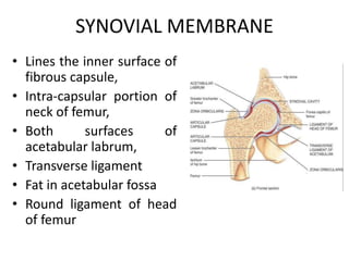 SYNOVIAL MEMBRANE
• Lines the inner surface of
fibrous capsule,
• Intra-capsular portion of
neck of femur,
• Both surfaces of
acetabular labrum,
• Transverse ligament
• Fat in acetabular fossa
• Round ligament of head
of femur
 