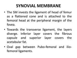 SYNOVIAL MEMBRANE
• The SM invests the ligament of head of femur
as a flattened cone and is attached to the
femoral head at the peripheral margin of the
fovea.
• Towards the transverse ligament, the layers
diverge. Inferior layer covers the fibrous
capsule and superior layer covers the
acetabular fat.
• Oval gap between Pubo-femoral and ilio-
femoral ligaments.
 