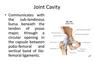 Joint Cavity
• Communicates with
the sub-tendinous
bursa beneath the
tendon of psoas
major, through a
circular opening in
the capsule between
pubo-femoral and
vertical band of ilio-
femoral ligaments.
 