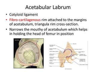 Acetabular Labrum
• Cotyloid ligament
• Fibro-cartilagenous rim attached to the margins
of acetabulum, triangula rim cross-section.
• Narrows the mouthy of acetabulum which helps
in holding the head of femur in position
 