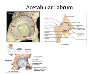 Acetabular Labrum
 