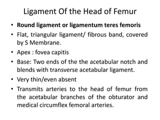 Ligament Of the Head of Femur
• Round ligament or ligamentum teres femoris
• Flat, triangular ligament/ fibrous band, covered
by S Membrane.
• Apex : fovea capitis
• Base: Two ends of the the acetabular notch and
blends with transverse acetabular ligament.
• Very thin/even absent
• Transmits arteries to the head of femur from
the acetabular branches of the obturator and
medical circumflex femoral arteries.
 