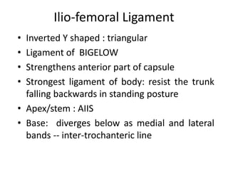 Ilio-femoral Ligament
• Inverted Y shaped : triangular
• Ligament of BIGELOW
• Strengthens anterior part of capsule
• Strongest ligament of body: resist the trunk
falling backwards in standing posture
• Apex/stem : AIIS
• Base: diverges below as medial and lateral
bands -- inter-trochanteric line
 