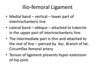 Ilio-femoral Ligament
• Medial band – vertical – lower part of
intertrochanteric line
• Lateral band – oblique – attached to tubercle
in the upper part of intertrochanteric line.
• The intermediate part is thin and attached to
the rest of line – pierced by Asc. Branch of lat.
Circumflex femoral artery.
• Tenson of ligament prevents hyper-extension
of hip joint.
 