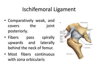 Ischifemoral Ligament
• Comparatively weak, and
covers the joint
posteriorly.
• Fibers pass spirally
upwards and laterally
behind the neck of femur.
• Most fibers continuous
with zona orbicularis
 