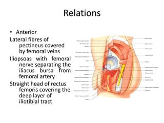 Relations
• Anterior
Lateral fibres of
pectineus covered
by femoral veins
Iliopsoas with femoral
nerve separating the
iliacus bursa from
femoral artery
Straight head of rectus
femoris covering the
deep layer of
iliotibial tract
 