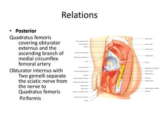 Relations
• Posterior
Quadratus femoris
covering obturator
externus and the
ascending branch of
medial circumflex
femoral artery
Obturator internus with
Two gemelli separate
the sciatic nerve from
the nerve to
Quadratus femoris
Piriformis
 