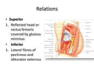 Relations
• Superior
1. Reflected head or
rectus femoris
covered by gluteus
minimus
• Inferior
1. Lateral fibres of
pectineus and
obturator externus
 