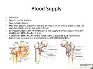 Blood Supply
• Obturator
• Two circumflex femoral
• Two gluteal arteries
• Medial and lateral circumflex femoral arteries form an arterial circle around the
capsular attachment on the neck of femur
• Retinacular arteries arise from this circle and supply the intracapsular neck and
greater part of the head of femur.
• A small part of the head near the fovea capitis is supplied by the acetabular
branches of the obturator and medial circumflex femoral arteries
 